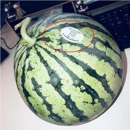 西安网红吃瓜,揭秘城市美食背后的故事