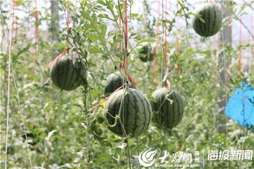 咸阳网红吃瓜事件视频,一场网络热议的幕后真相揭秘